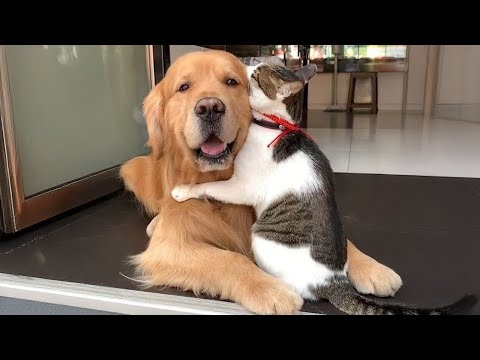 When Your Cats Who Can't Deny Their Love for Dogs!