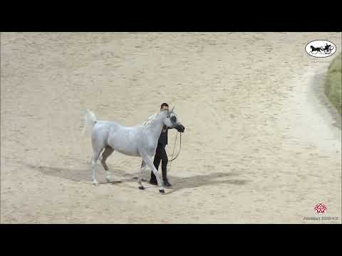 N168 PERFINKA - UBAYYAH International Festival 2022 - Mares 10 Years Old and Older (Class 6)