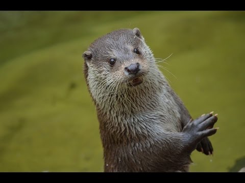 Tatrzańska wydra na polowaniu
