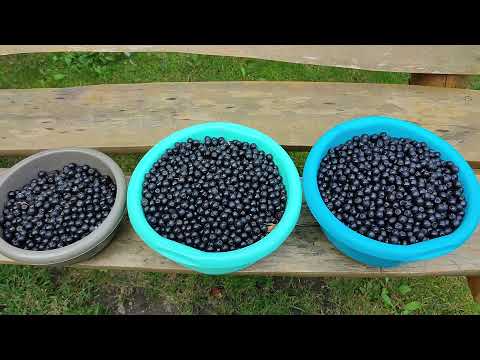 Zbiór aronii 12.09.21