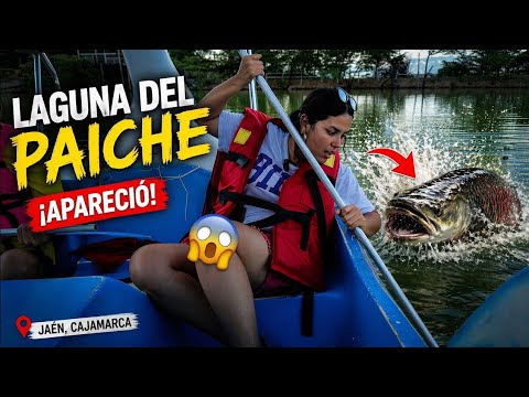 Conocí al PEZ más GRANDE del MUNDO, en Jaén Cajamarca