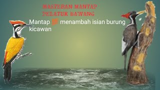 Download lagu suara pelatuk bawang buat masteran (MP3) mp3