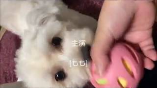 商品紹介動画ｶｲﾝｽﾞ編