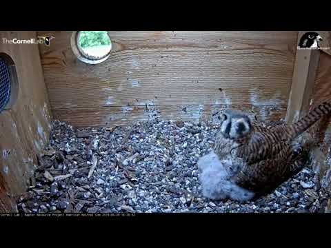 American Kestrel Cam—yikes the bugs! (5/29/19).
