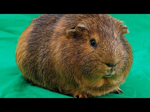 Bara Bara Dude Is A Chunky Dude