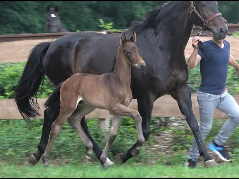 *2020 Hengst von Bon Vivaldi - Sandro Hit SOLD!!!