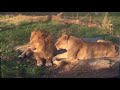 Detroit Zoo Lions