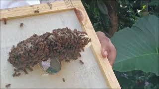Honey Farming Thumbnail