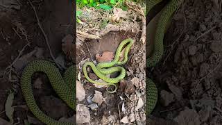Download lagu Please go to the haven #foryou #snake mp3