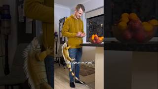 Download lagu Rahasia Mengejutkan di Balik Iguana Kesayangan #shorts mp3 Download lagu Rahasia Mengejutkan di Balik Iguana Kesayangan #shorts mp3