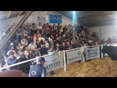 Imagenes remate La Tigra Toro 1170 Kilos