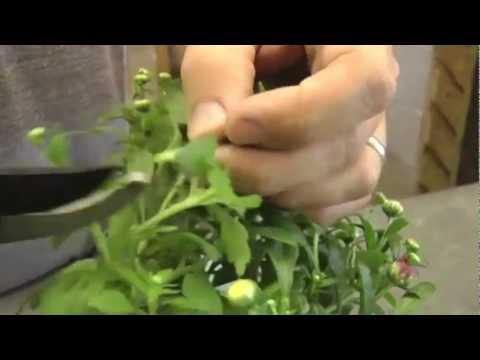 How To Grow Chrysanthemums