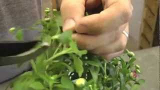 How To Grow Chrysanthemums