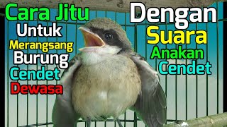 Download lagu Cara Jitu Untuk Merangsang Burung Cendet Dewasa Dengan Suara Loloan  Anakan Cendet mp3