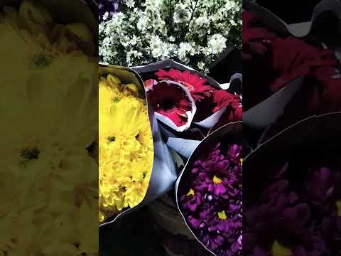 bunga Krisan dan pikok terlaris di kalangan pendekor #riantodekorasijanur