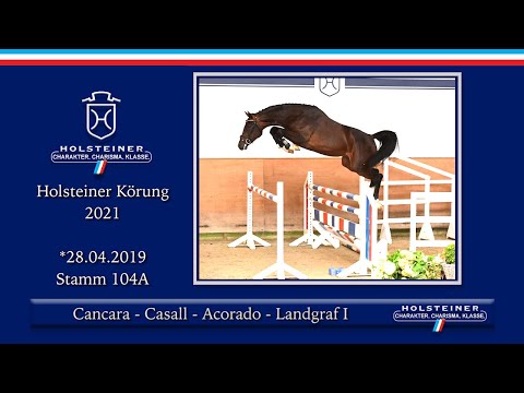 Holsteiner Körlot 2021 | Nr. 05 v. Cancara - Casall - Acorado - Landgraf I