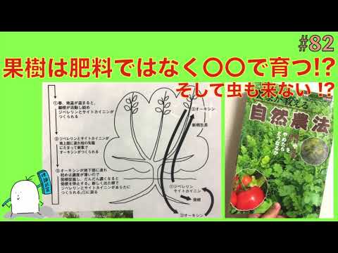 果樹の成長を促進するにはどうすればよいですか?何をするか？  庭園