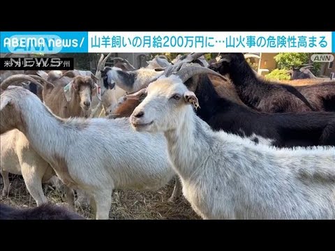 山火事の危険に備えてヤギや羊などとともに