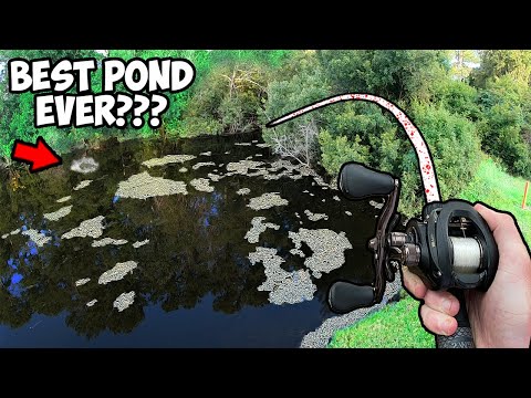 Bass Fishing the MOST FAMOUS POND ON THE INTERNET!!! (EPIC POND BASS FISHING)