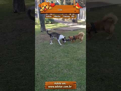 Vídeo de Léo