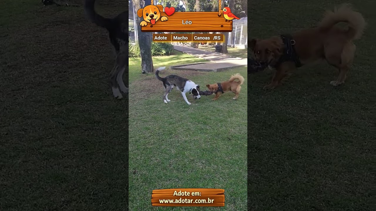 Cachorro raça SRD-ViraLata idade 1 ano nome Léo