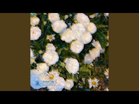 Silence - Trailer Flowers