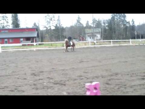 Valtti vasen laukka 2