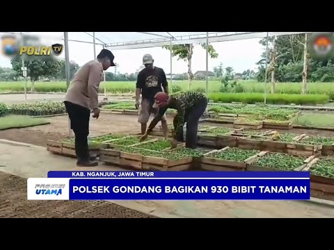 BHABINKAMTIBMAS POLSEK GONDANG BAGIKAN 930 BIBIT TANAMAN