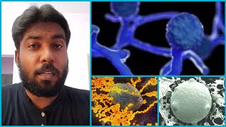 Black Fungus | White Fungus | Yellow Fungus Explained | மூன்று பூஞ்சைகளின் குணாதிசயங்கள்