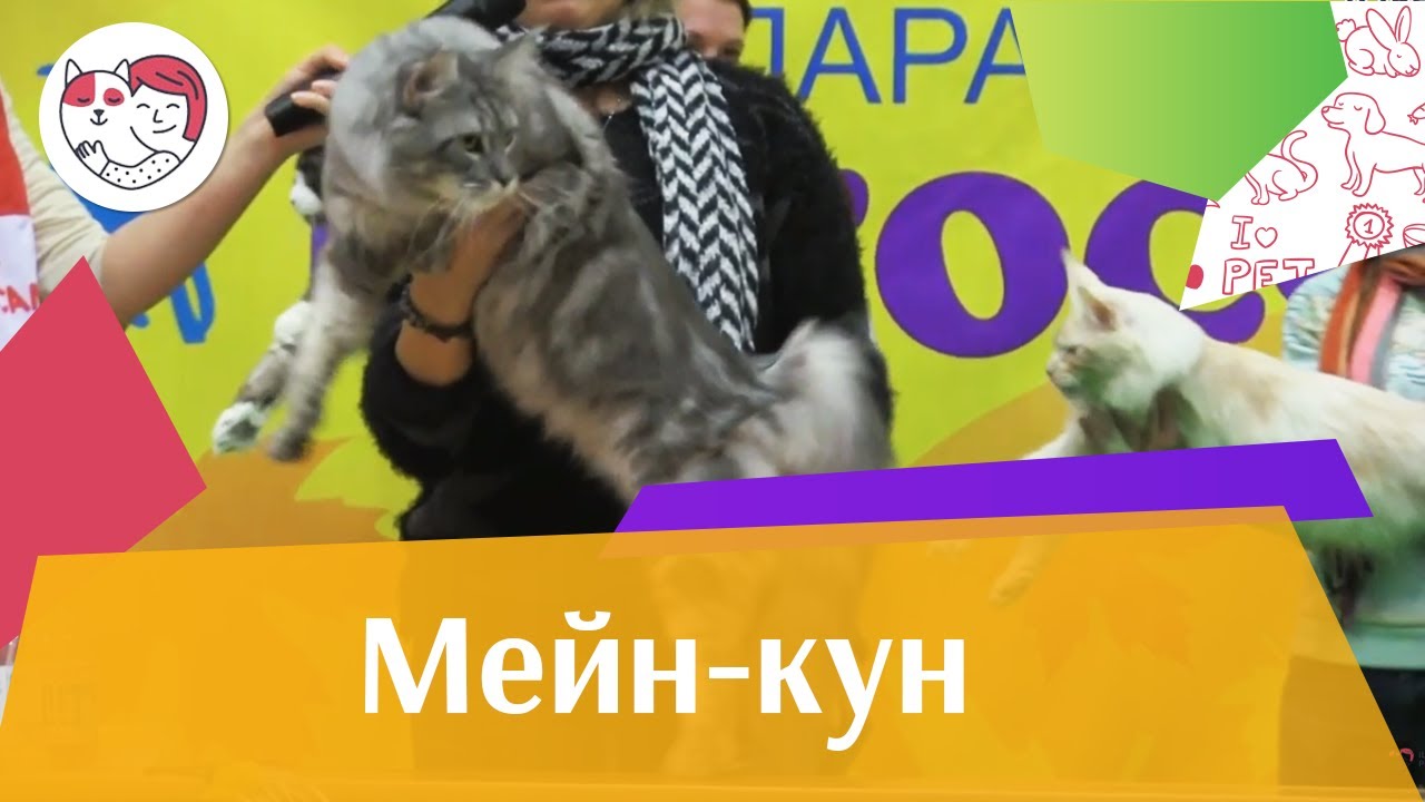 Мейн кун Необычные привычки на ilikepet