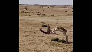 The hawk of Gyr falcon hunts the deer