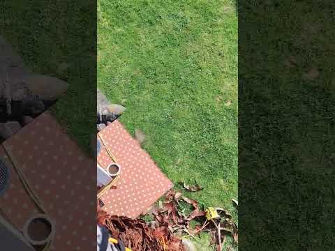 Washingtonia robusta. Pt 1 #ropeaccess #ropeaccesstechnician #palmtree #treeclimbing #treeclimb