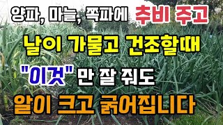 양파마늘쪽파 비대기에 추비 주고 날이 가물고 건조할때 이것만 잘 줘도 알이 크고 굵어집니다 양파마늘굵게키우기