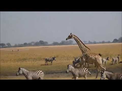 Bostwana - self drive safari - Chobe National Park - Moremi - Victoria Fall