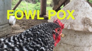 Fowl Pox Remedy that works