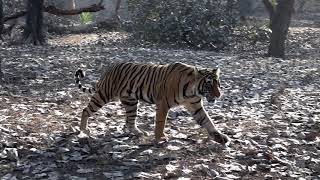 preview picture of video 'Close Encounter With Bengal Tiger Ranthambore National Park'