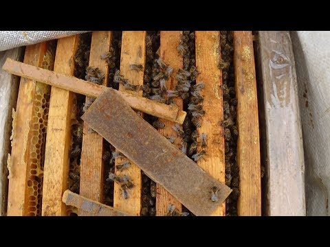 Мой итог пчеловодства за сезон на пасике