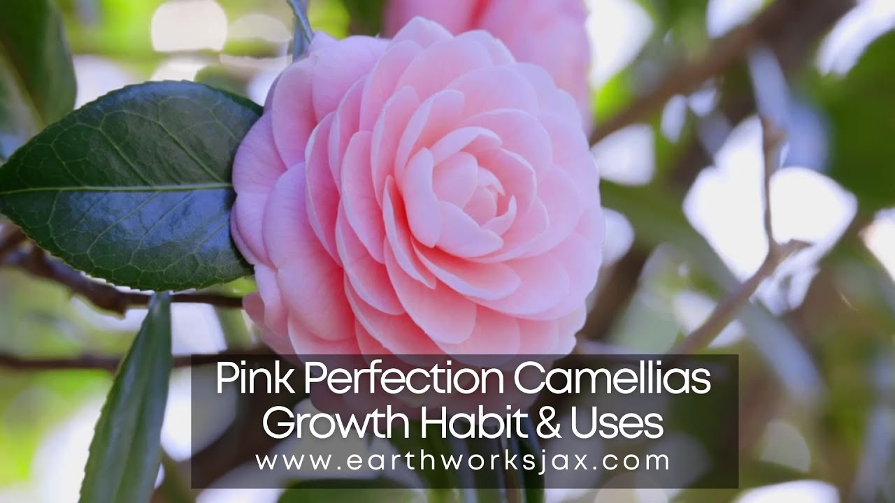 Pink Perfection Camellias