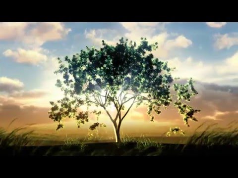 Video background  Tree growing at sunrise  Object in the middle 000007064773 HD1080Video