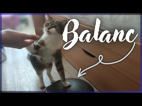 Balanc || Bertík 2024