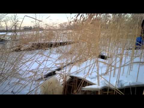 Grandpa testing ice thickness using grand kids