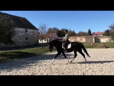 Quimera *2009 Deutsches Sportpferd v.: Quaterback