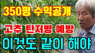 장마전에 고추탄저병예방과 고추나무 줄치기 해주세요/350평 수익  깜짝 놀랐어요.고추줄기 찢어짐 방지