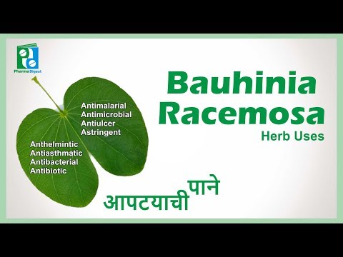 Bauhinia racemosa seed