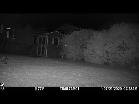 fox backyard seed 21JULY2020 0228am