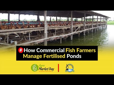 How Commercial Fish Farmers Manage Fertilised Ponds || Water Quality and Management