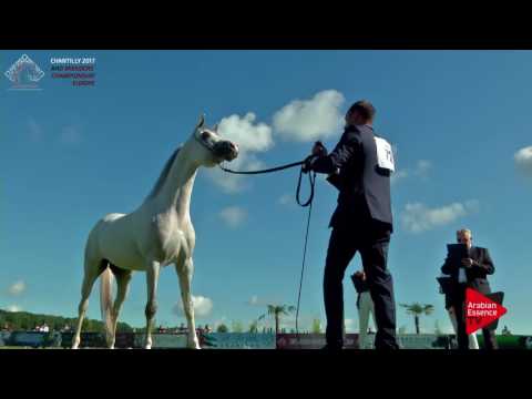 N.72 CAP BYANCO - Chantilly 2017 European Breeders'Championship - 3 Years Old Colts (Class 7)