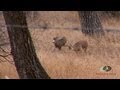 Whitetail Vs Mule Deer Fight Mossy Oak