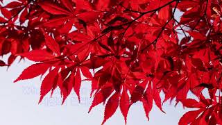 Try to Remember - Nana Mouskouri: with Lyrics(가사번역) || 기억해봐요