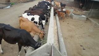 preview picture of video 'Andhare Patil Dairy Farm Ganeshpur || Ganesh Andhare Patil'